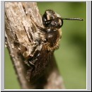 Andrena minutula - Sandbiene w04 7mm.jpg